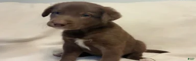 Mixed Breed 2