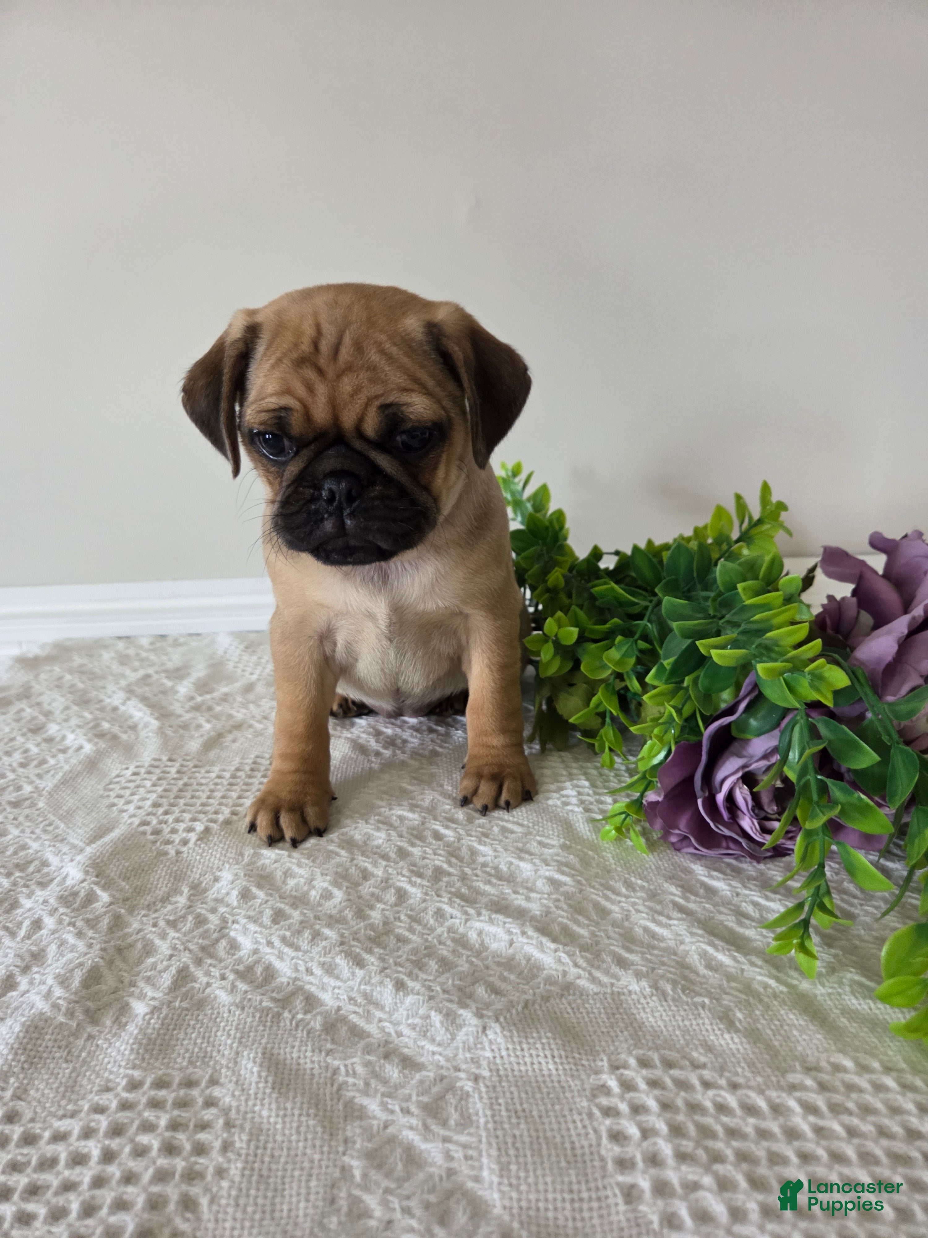 Puggle dogs Sunshine  - Ad 2