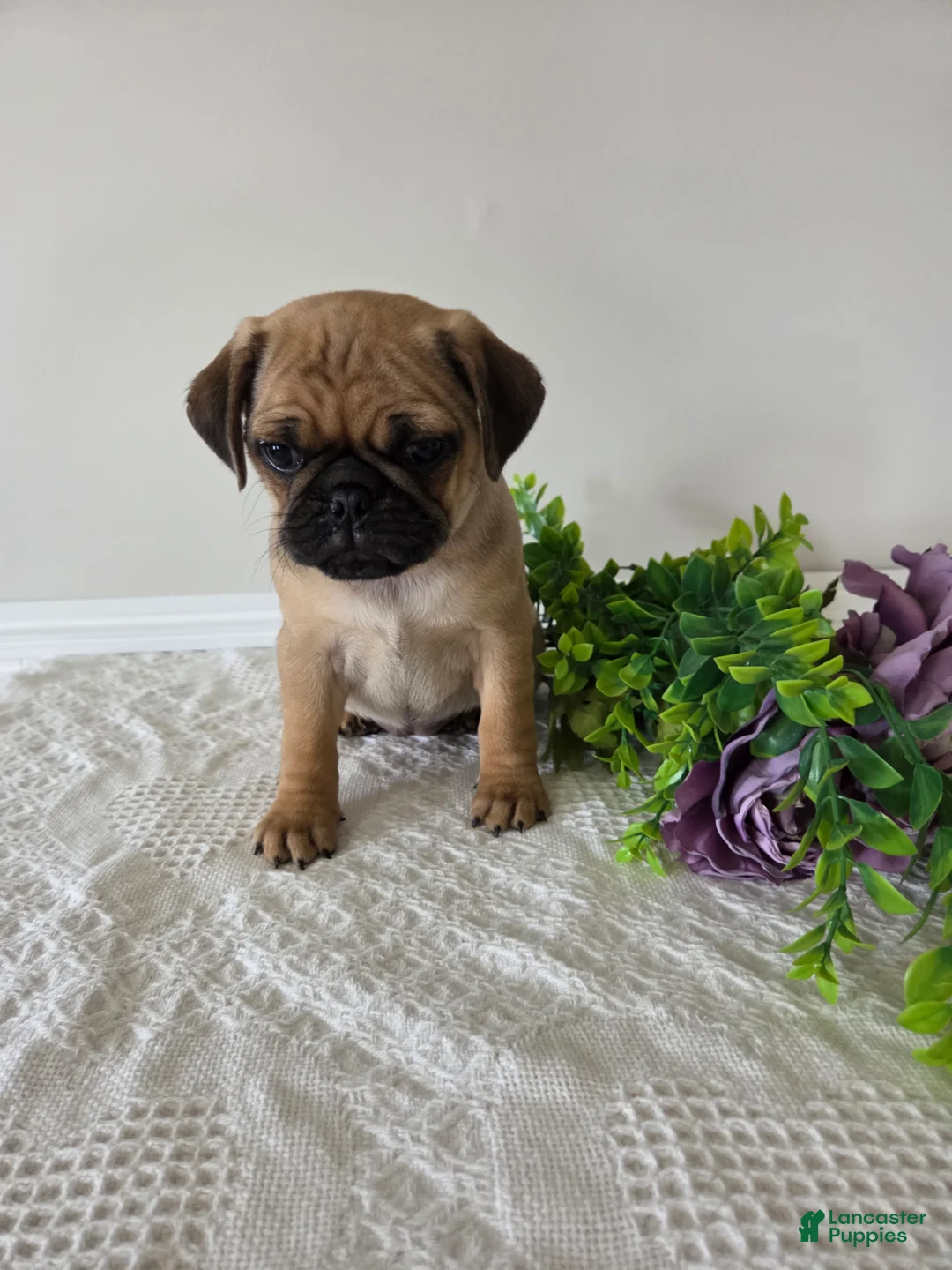 Puggle dogs for sale: Sunshine  - Ad 2