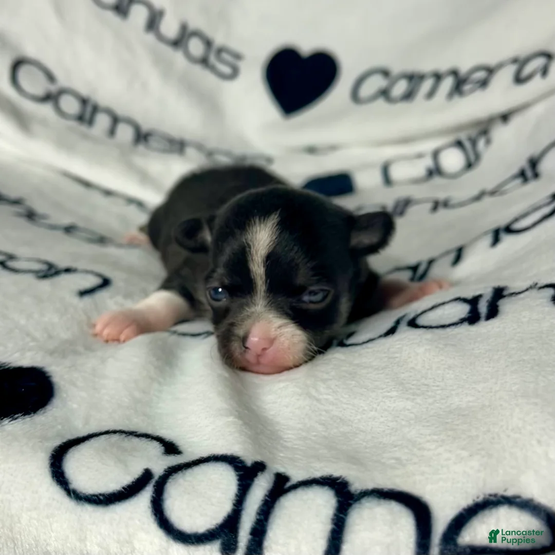 Chihuahua dogs for sale: Parker Tiny Short Coat - Ad 7