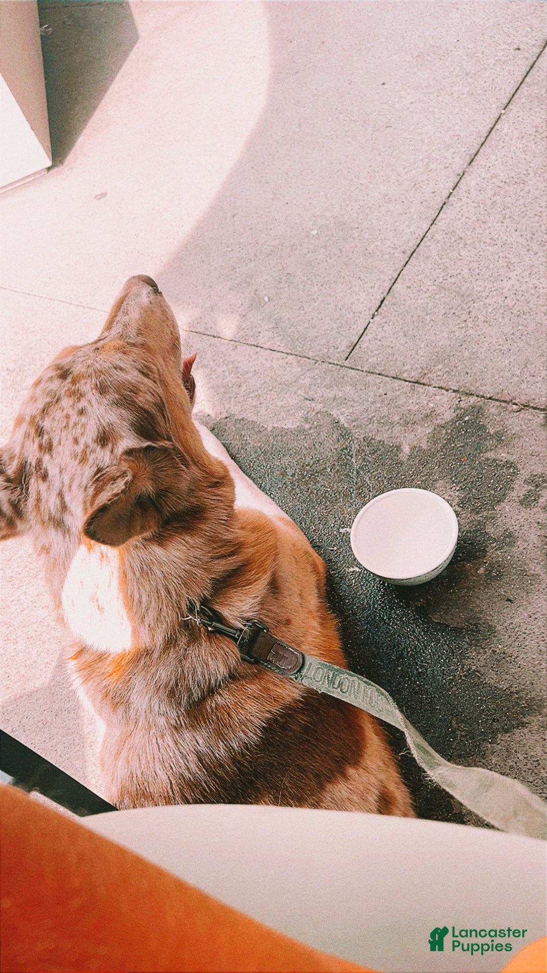 Siberian Husky dogs for stud: Moose Ausky  - Ad 18