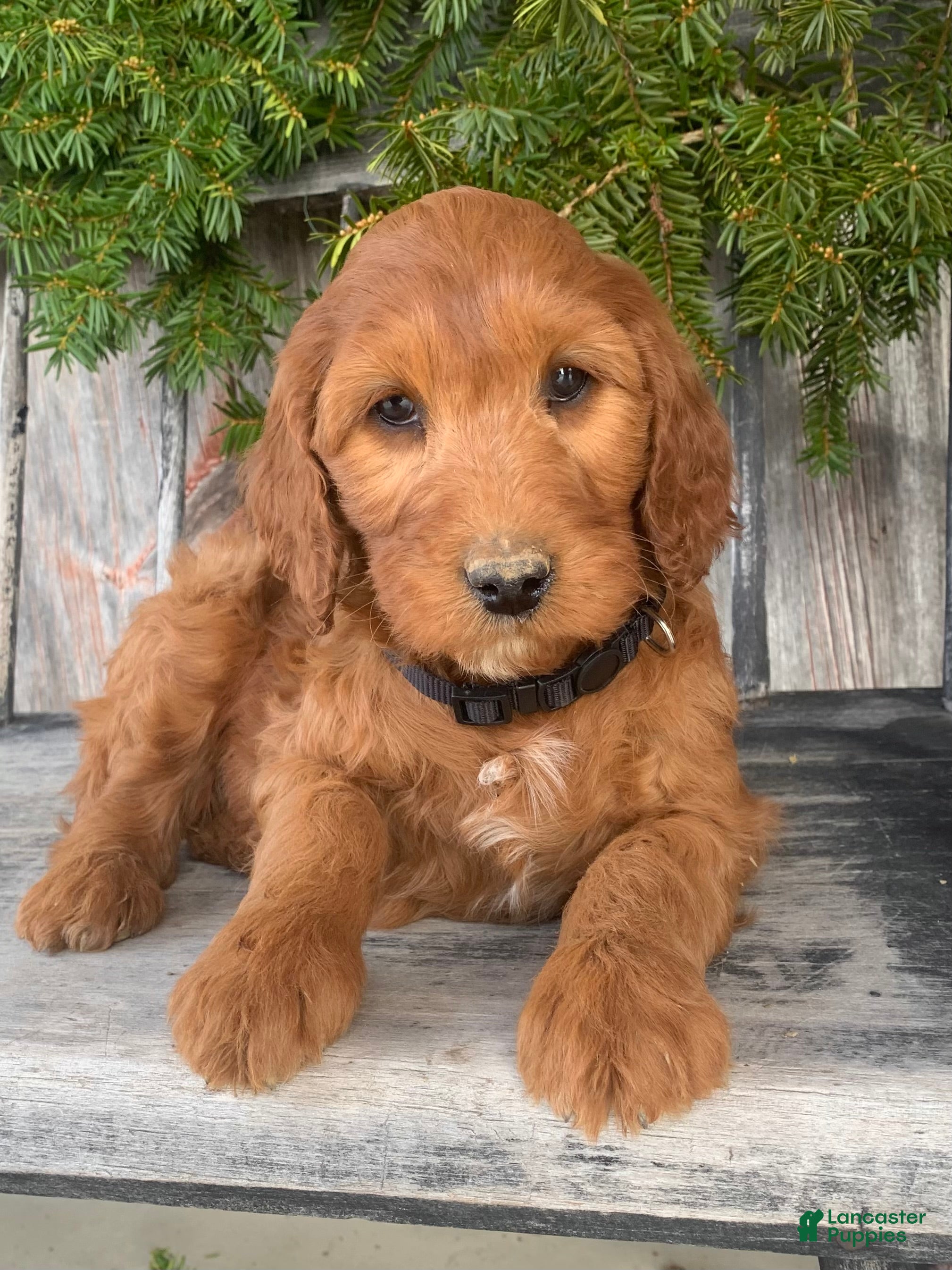 Irish Doodle dogs Jasmine - Ad 1