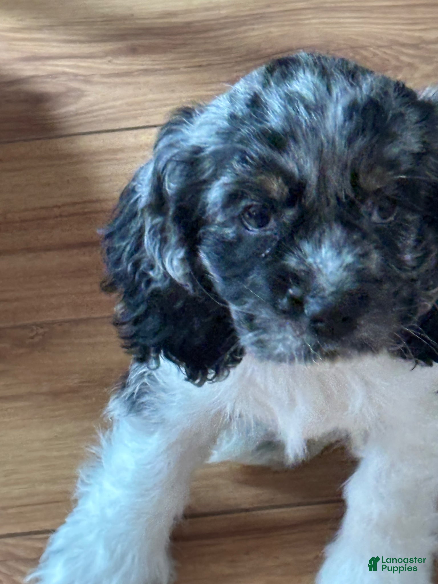 Cocker Spaniel dogs Cocker patches Spaniel Puppy 1 - Ad 23