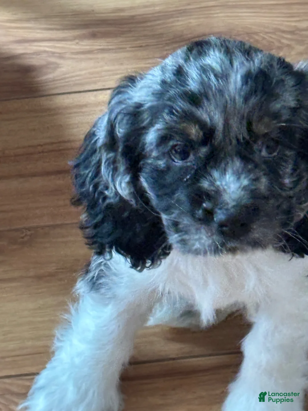 Cocker Spaniel dogs for sale: Cocker patches Spaniel Puppy 1 - Ad 1
