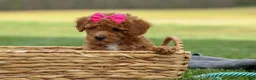 Miniature Poodle dogs for sale: Zuzu - Ad 21
