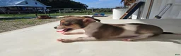 Chihuahua dogs for sale: Princess  - Ad 4