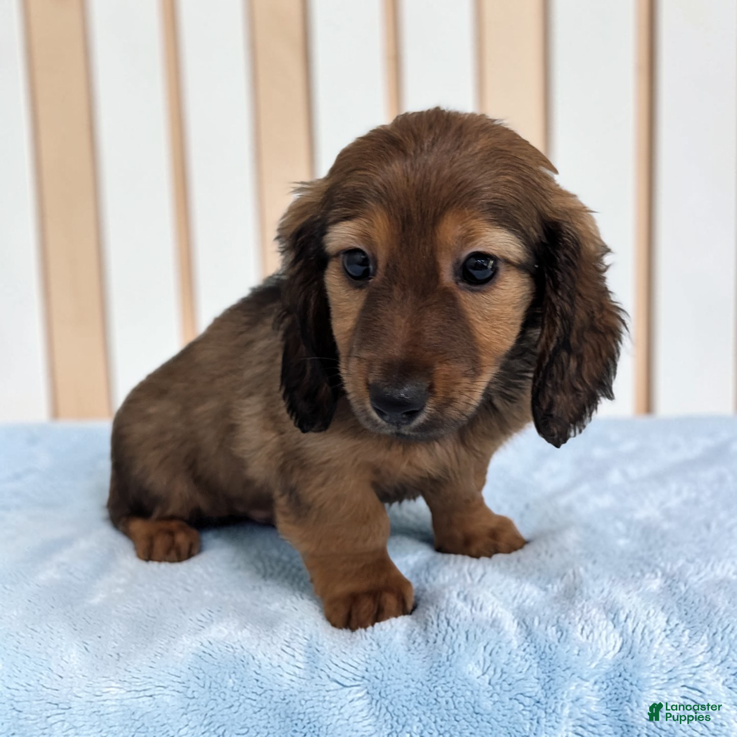 Dachshund dogs Ace - Ad 1