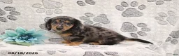 Miniature Dachshund dogs for sale: Gordon - Ad 1