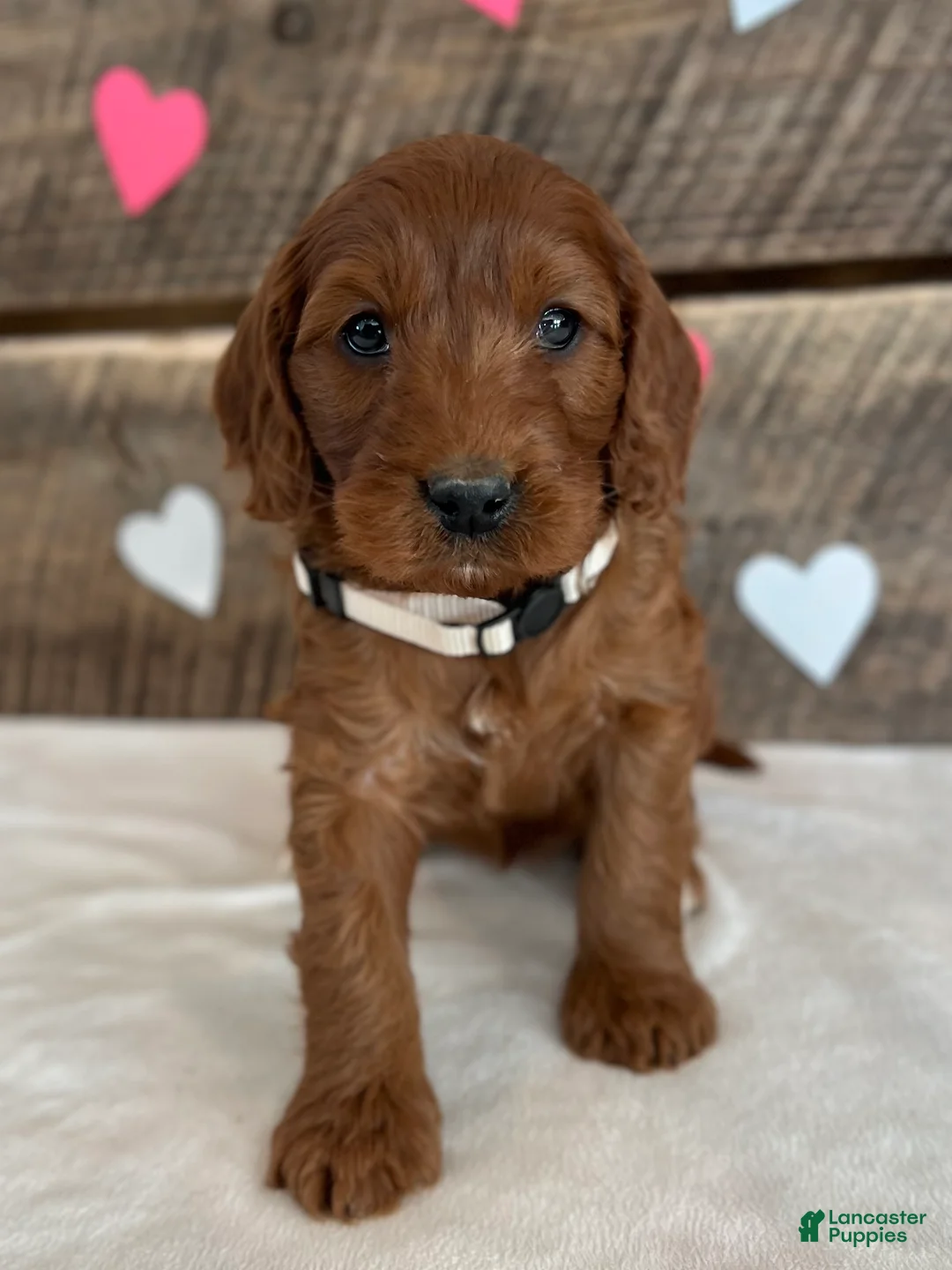 Irish Doodle dogs for sale: Sage - Ad 17