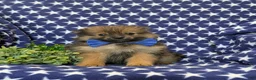 Pomeranian dogs for sale: Boyd - Ad 4