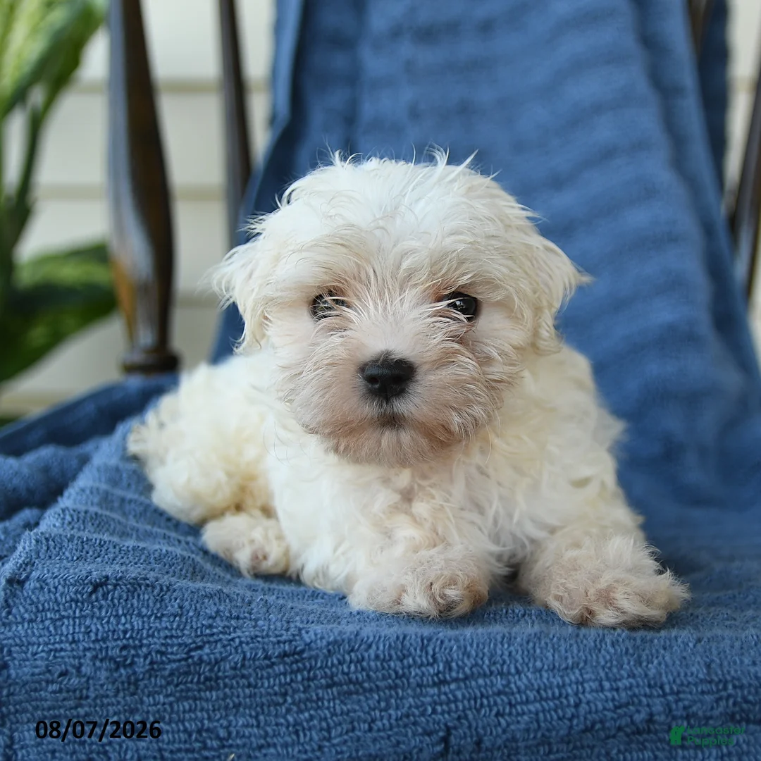 Maltese dogs for sale: Shane - Ad 5