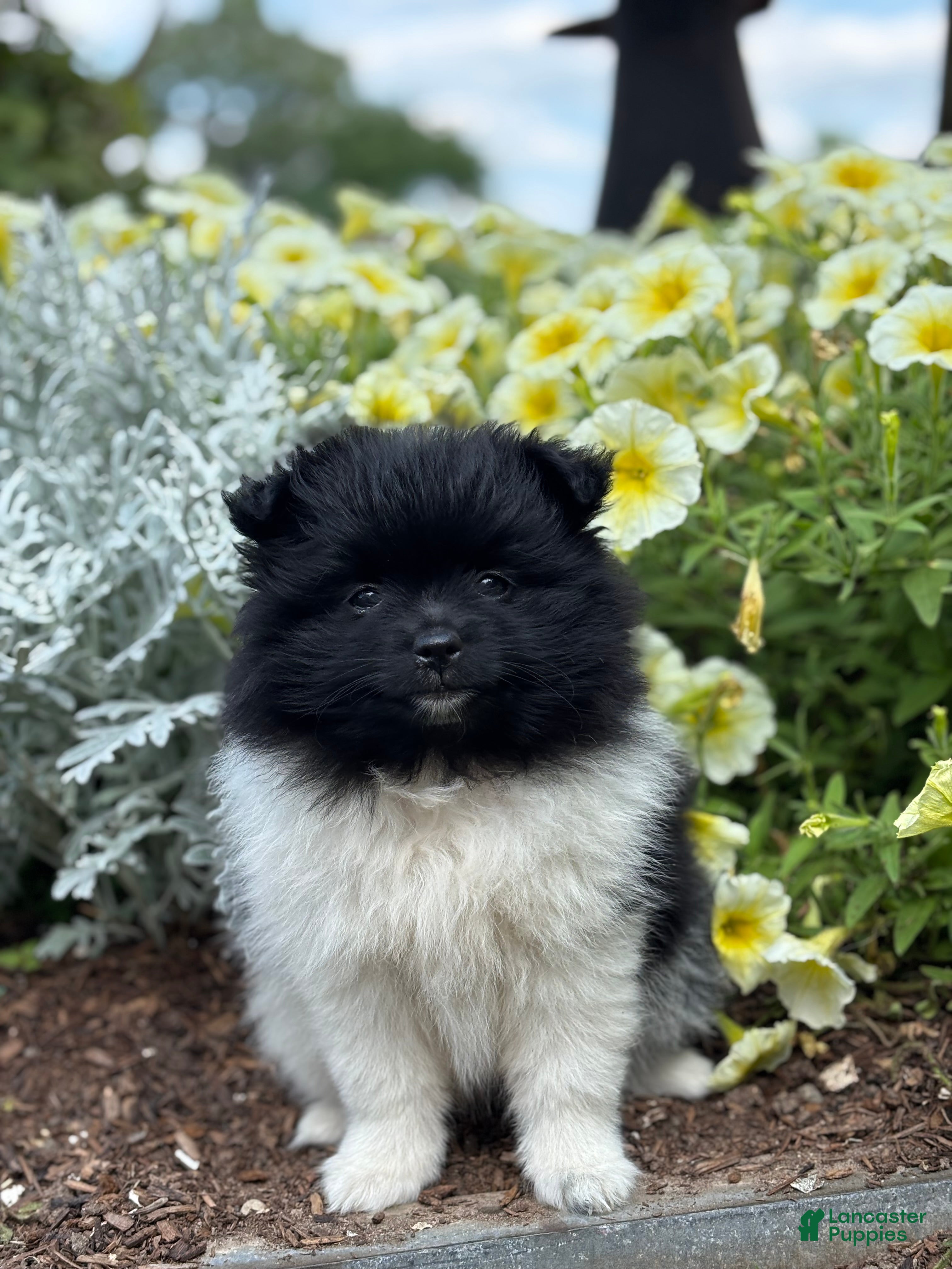 Pomeranian dogs Lola - Ad 1