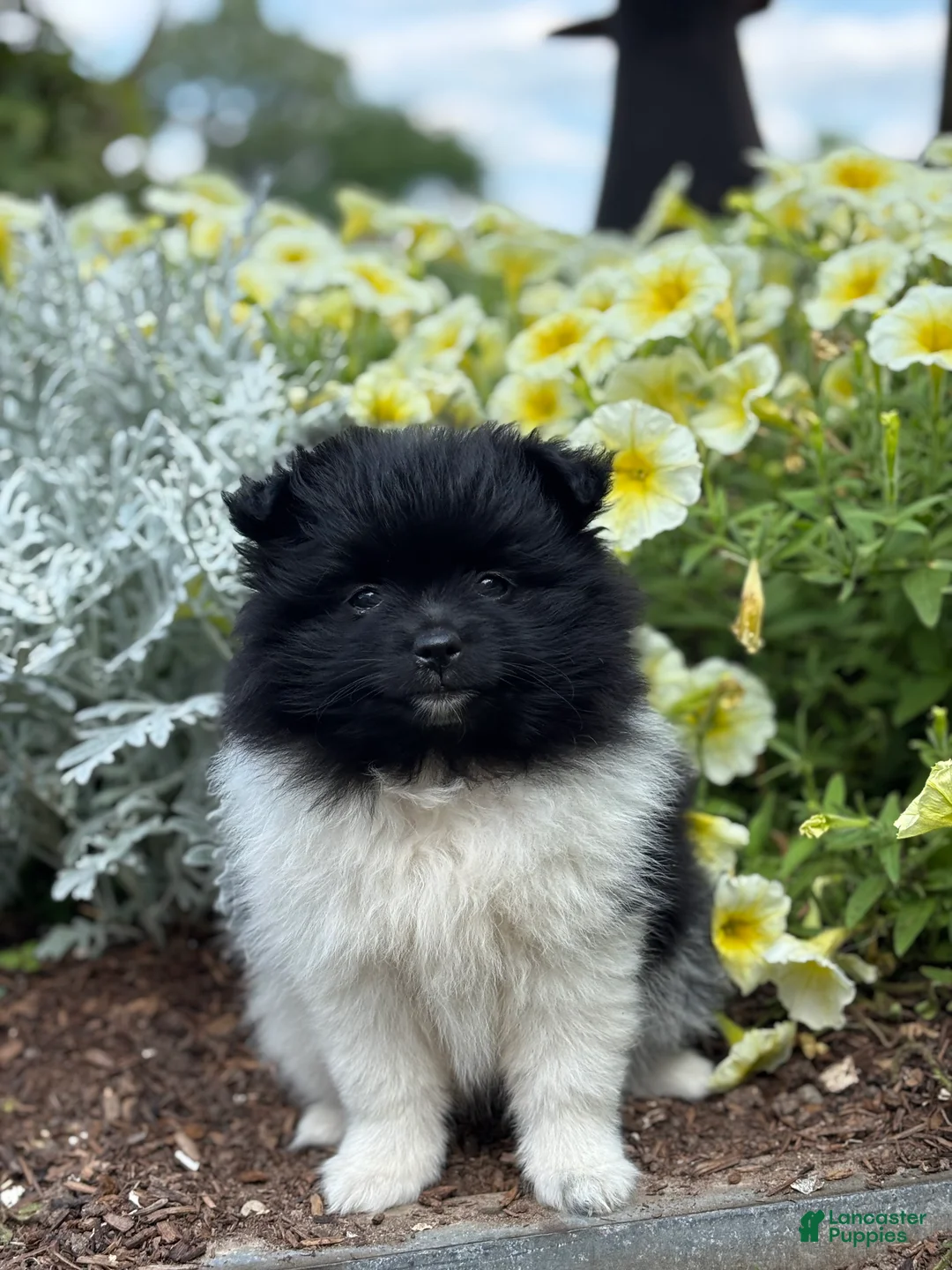Pomeranian dogs for sale: Lola - Ad 1