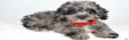 Cockapoo dogs for sale: Zoey - Ad 5