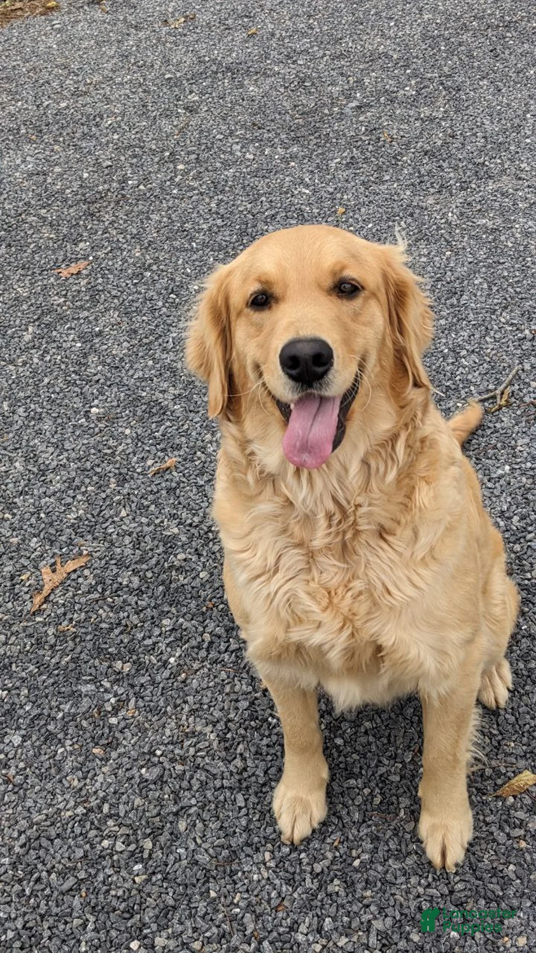 Golden Shepherd dogs for sale: Harper - Ad 4