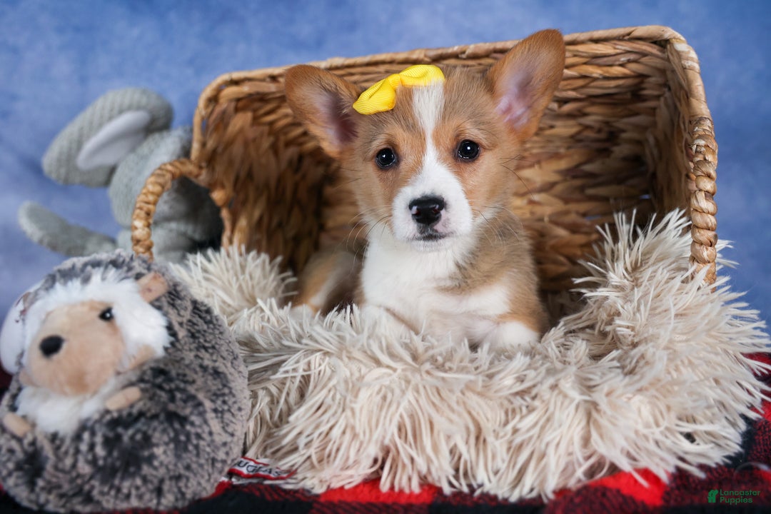 Welsh Corgi Pembroke dogs for sale: Monty - Ad 27