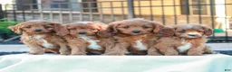 Cavapoo dogs for sale: Otis  - Ad 4