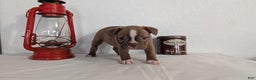 Frenchton dogs for sale: Luna - Ad 10