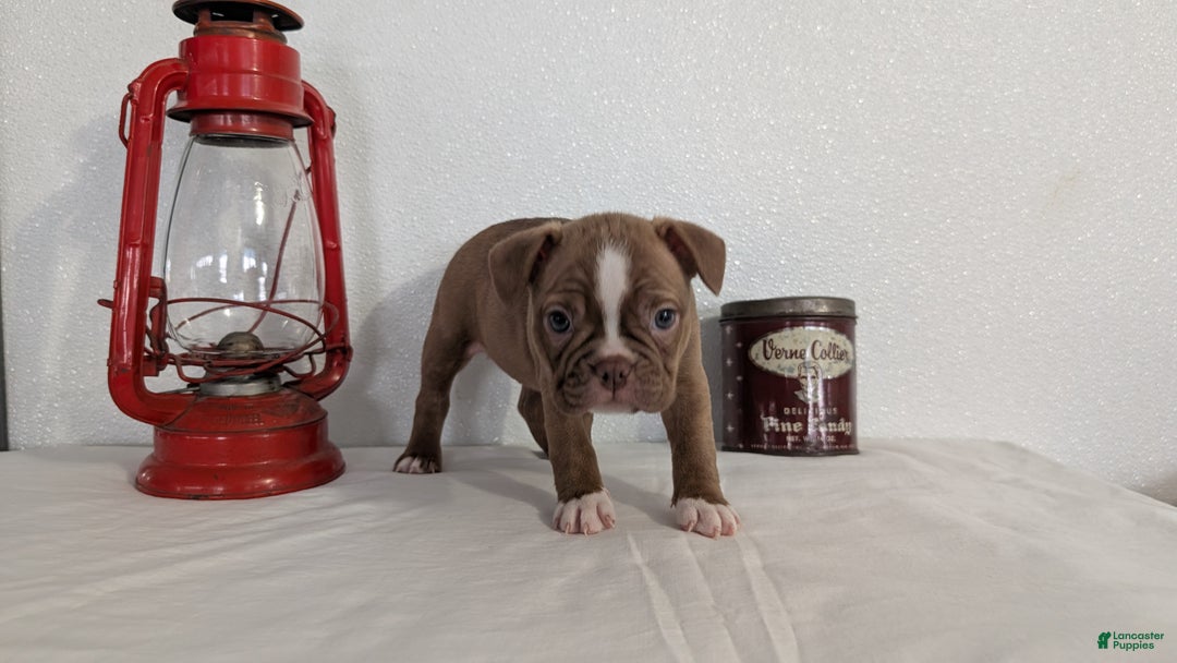 Frenchton dogs for sale: Luna - Ad 10