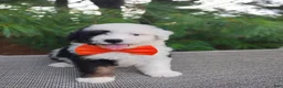 Bernedoodle dogs for sale: Oreo - Ad 5