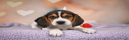 Beagle dogs for sale: OSCAR - Ad 10