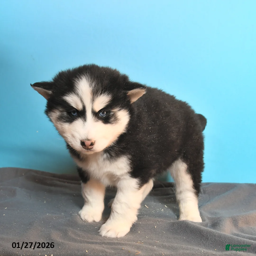 Pomsky dogs for sale: Dallas - Ad 2