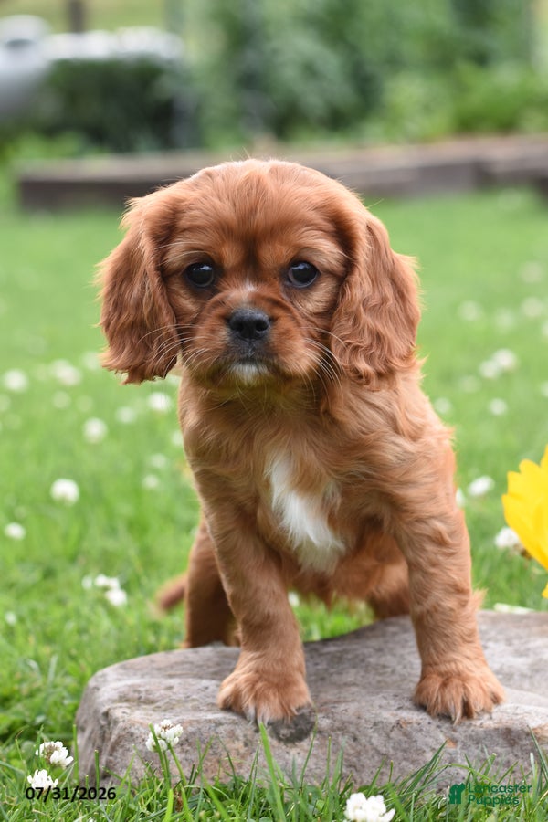 Cavalier King Charles Spaniel dogs Dolly - Ad 1
