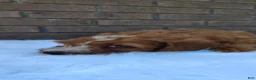Irish Doodle dogs for sale: Echo - Ad 3