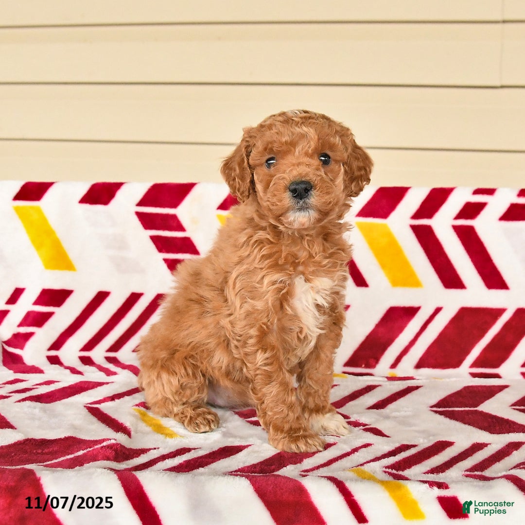 Miniature Poodle dogs for sale: Irene - Ad 2