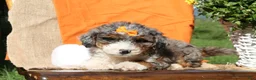 Mini Bernedoodle dogs for sale: Pumpkin - Ad 3