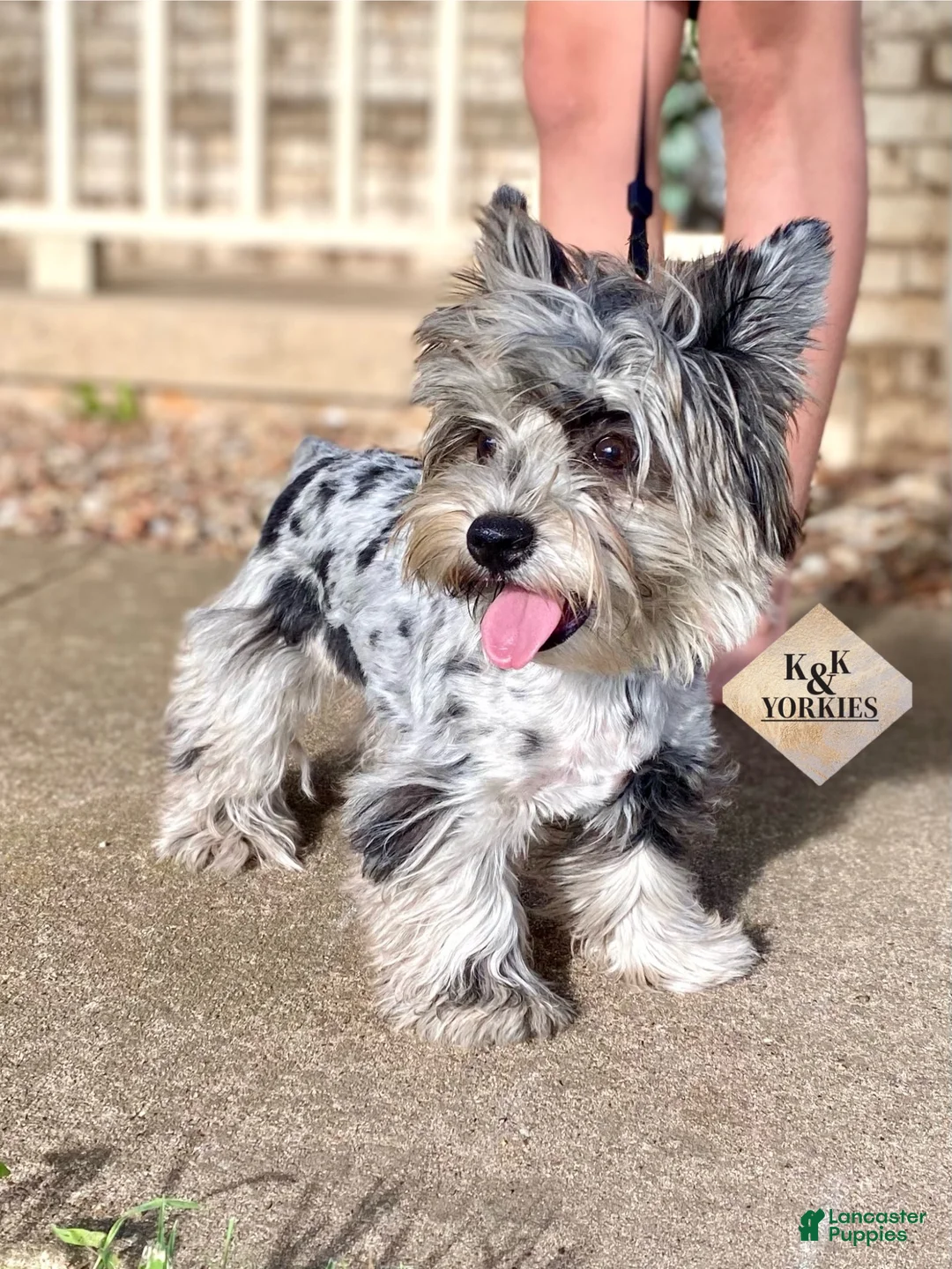 Yorkshire Terrier dogs for sale: Yorkie Boy 1 - Ad 2