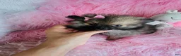 Pomeranian dogs for sale: Pomeranian 1 - Ad 3