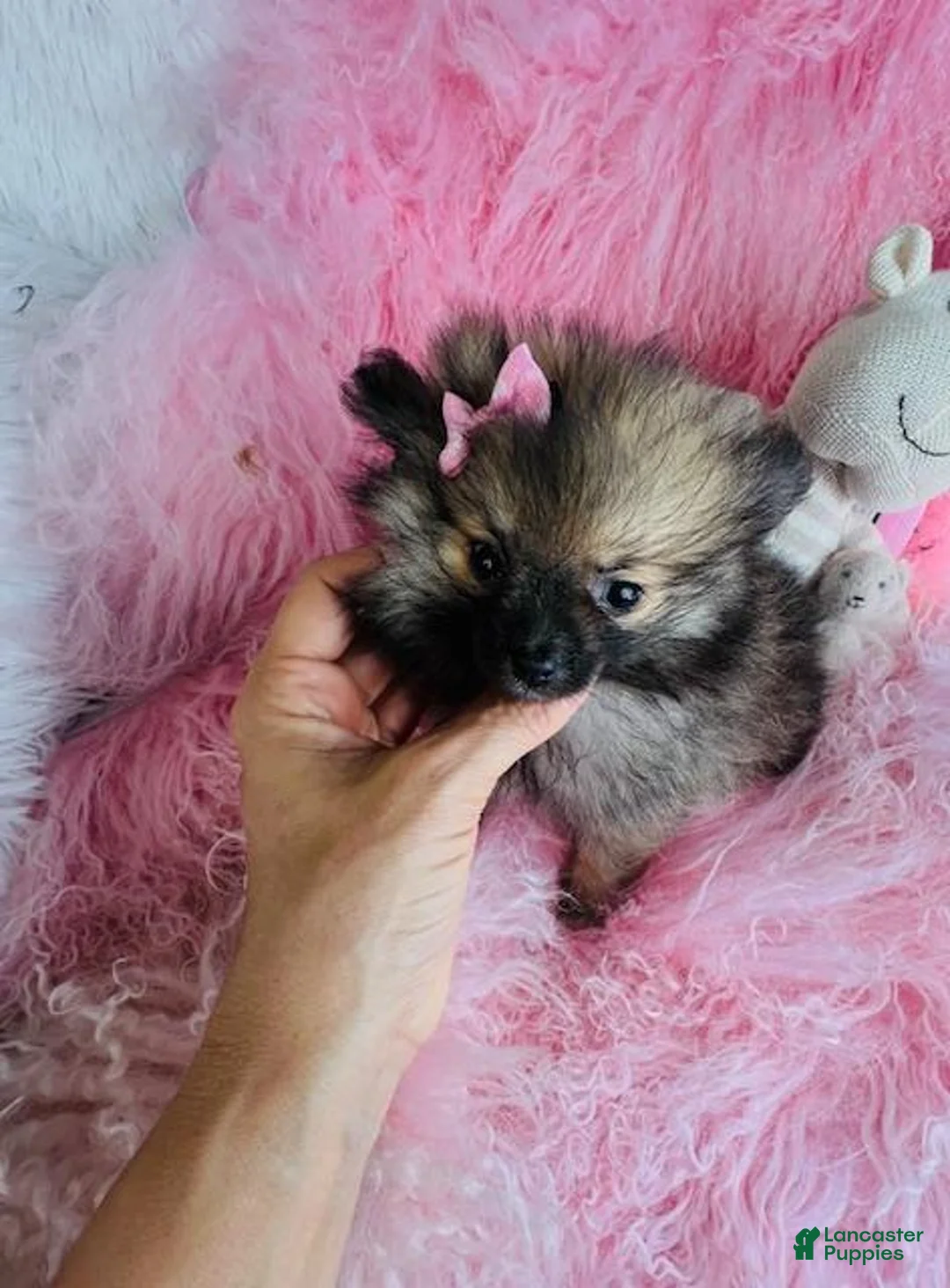Pomeranian dogs for sale: Pomeranian 1 - Ad 3