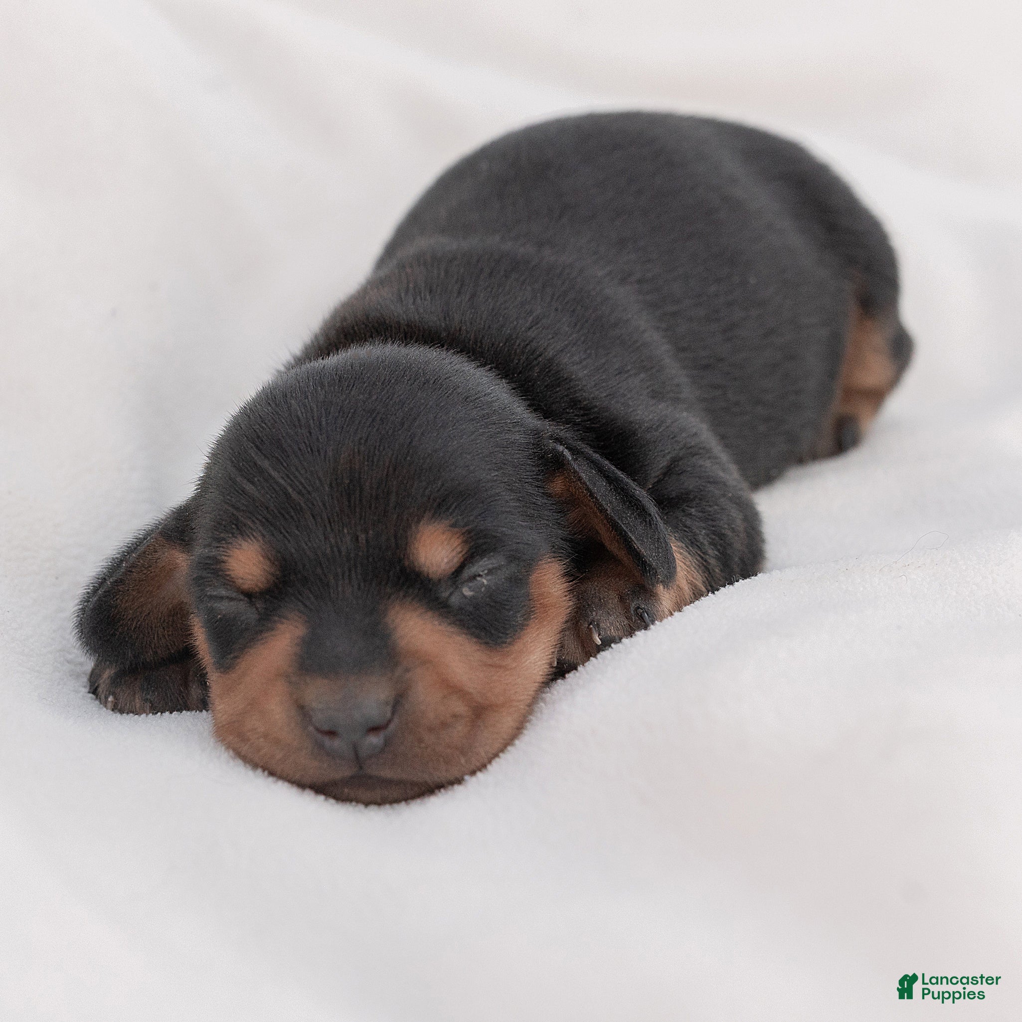 Miniature Dachshund dogs Charlie Miniature Dachshund  - Ad 2