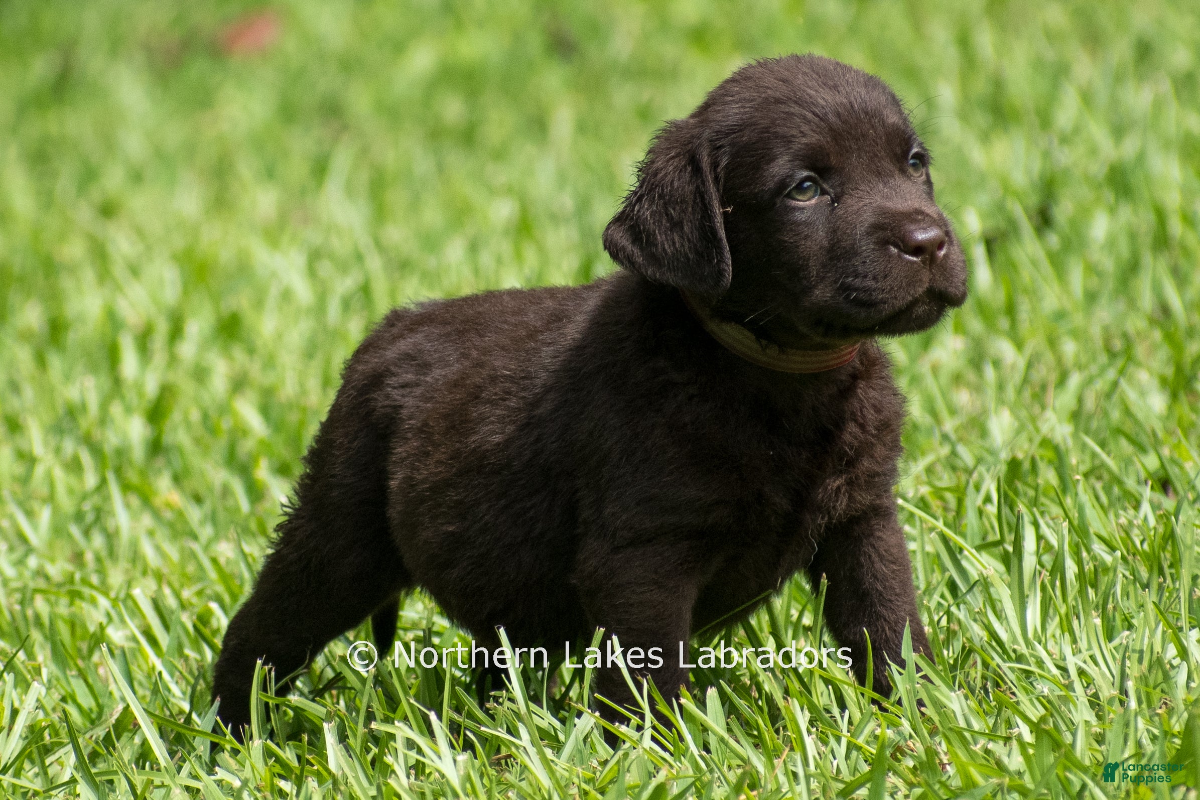 Labrador Retriever dogs for sale: Eric - Ad 4