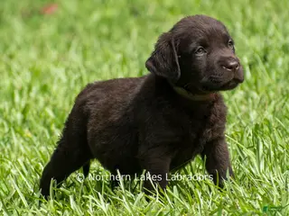 Labrador Retriever dogs Eric - Ad 17