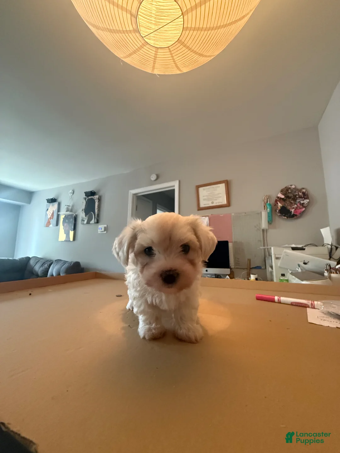 Maltese dogs for sale: Maltese Puppy 1 - Ad 2