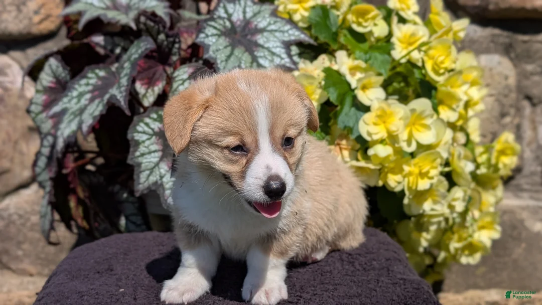 Welsh Corgi Pembroke dogs for sale: Nemo - Ad 2