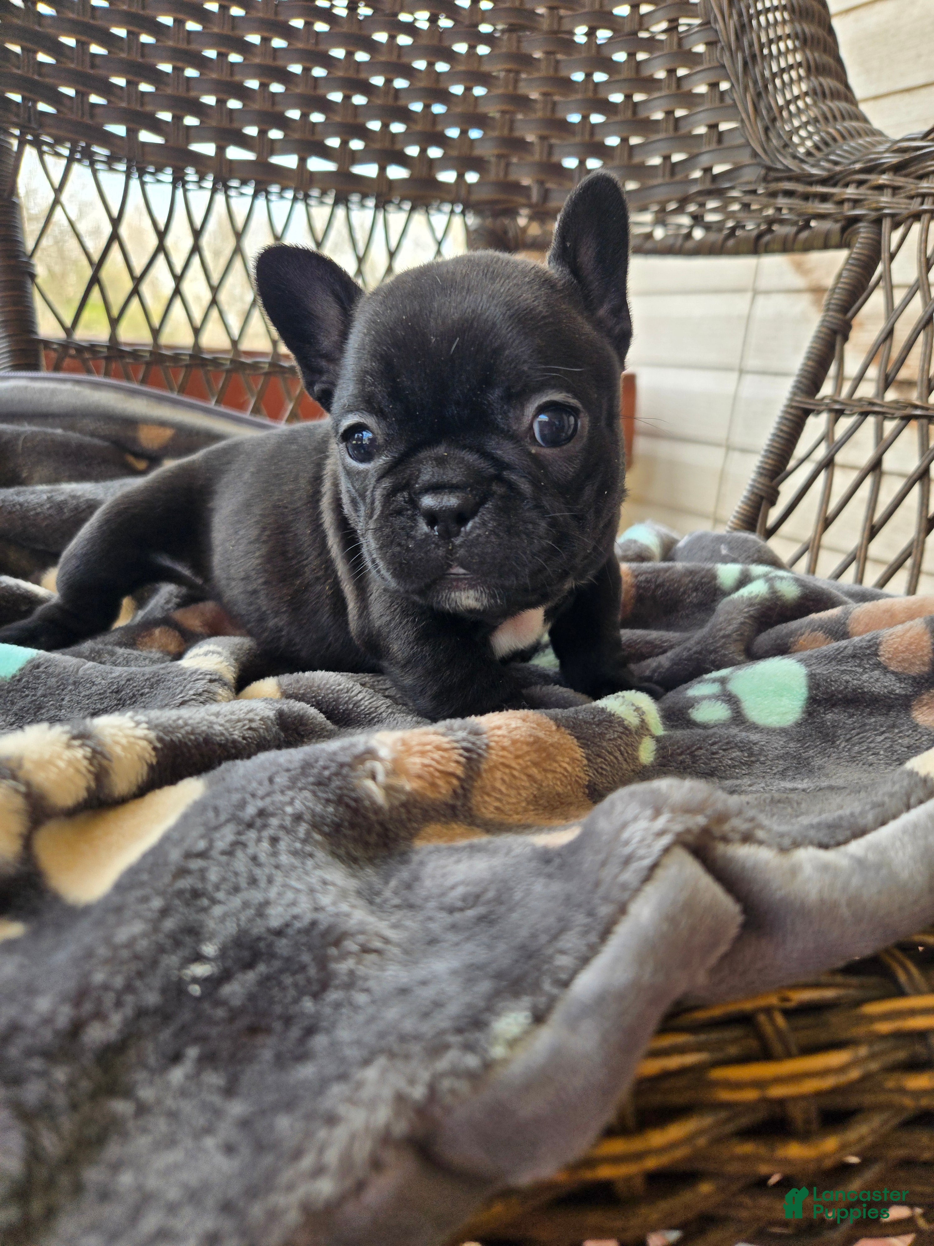 French Bulldog dogs French Bulldog Puppy goose  - Ad 28