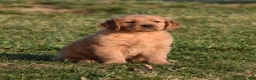 Golden Retriever dogs for sale: Pepper    Genetic/OFA - Ad 1