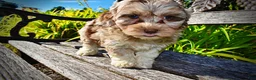 Havapoo dogs for sale: Bambi - Ad 6