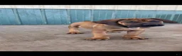 South African Boerboels dogs for sale: South African Boerboels 1 - Ad 2