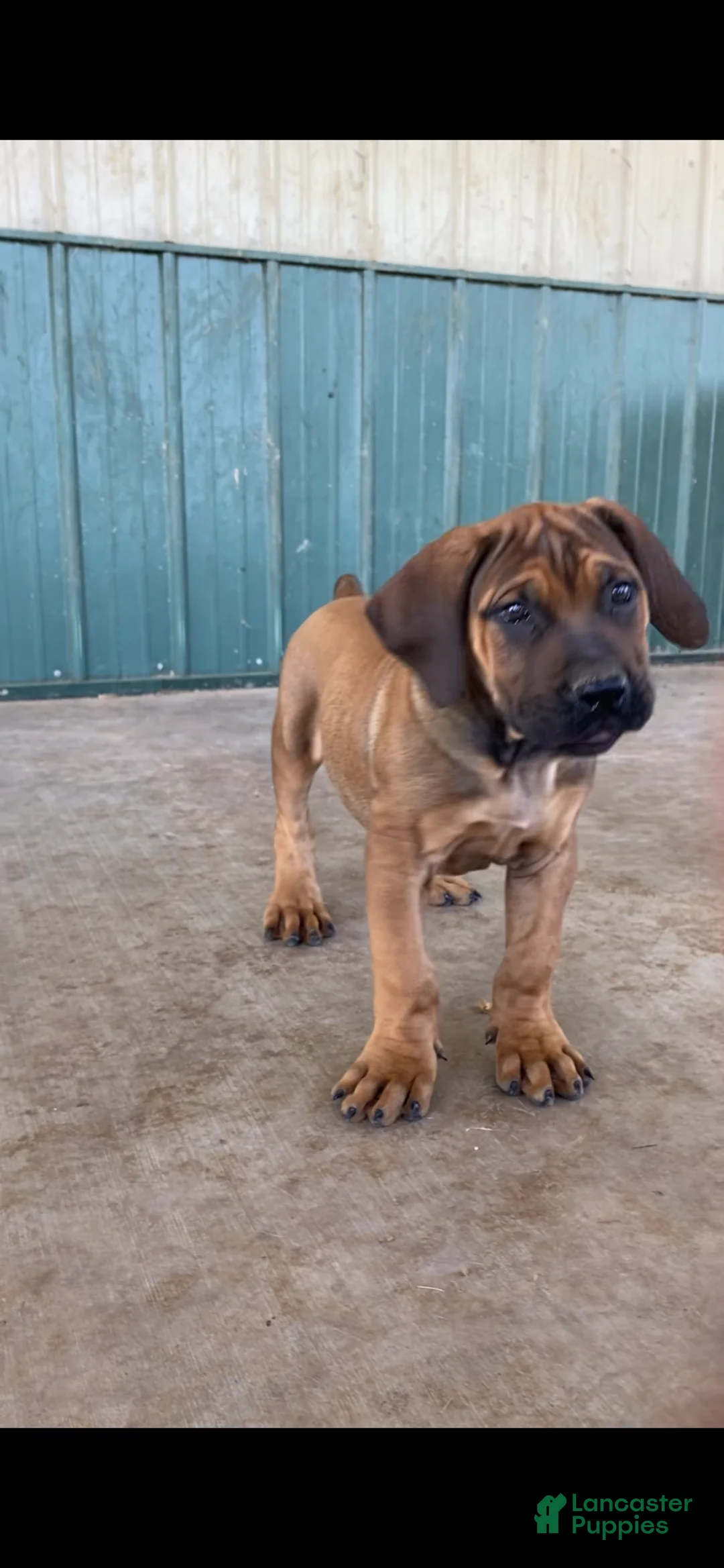 South African Boerboels dogs for sale: South African Boerboels 1 - Ad 2