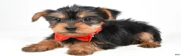 Yorkshire Terrier dogs for sale: Trevor - Ad 2