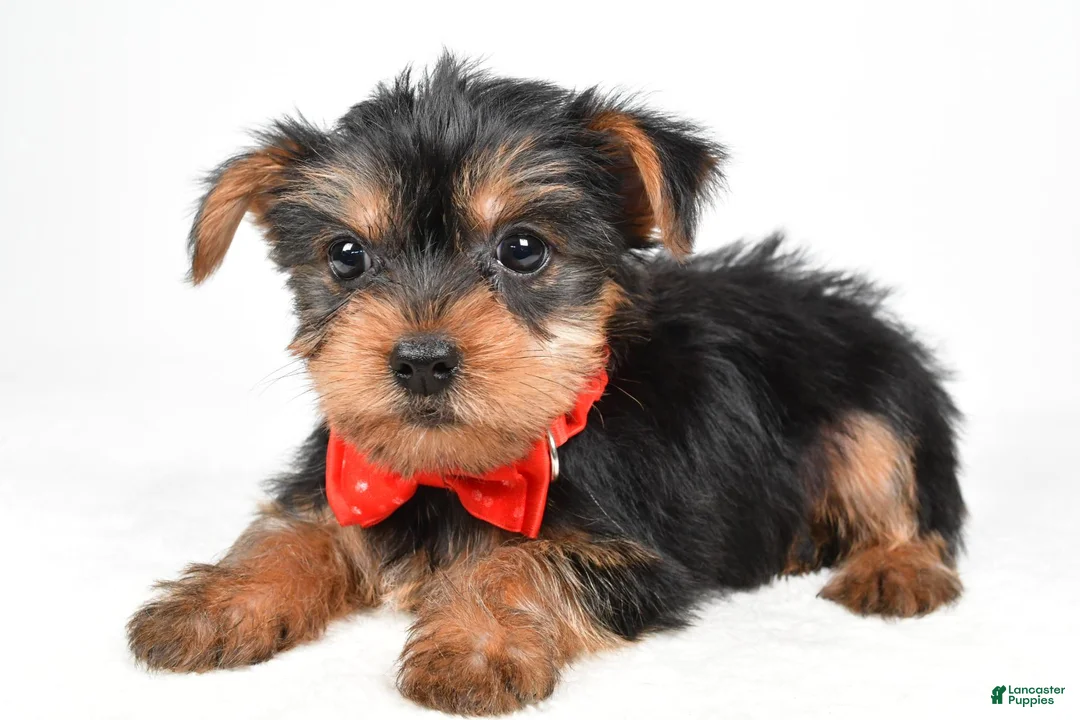 Yorkshire Terrier dogs for sale: Trevor - Ad 2