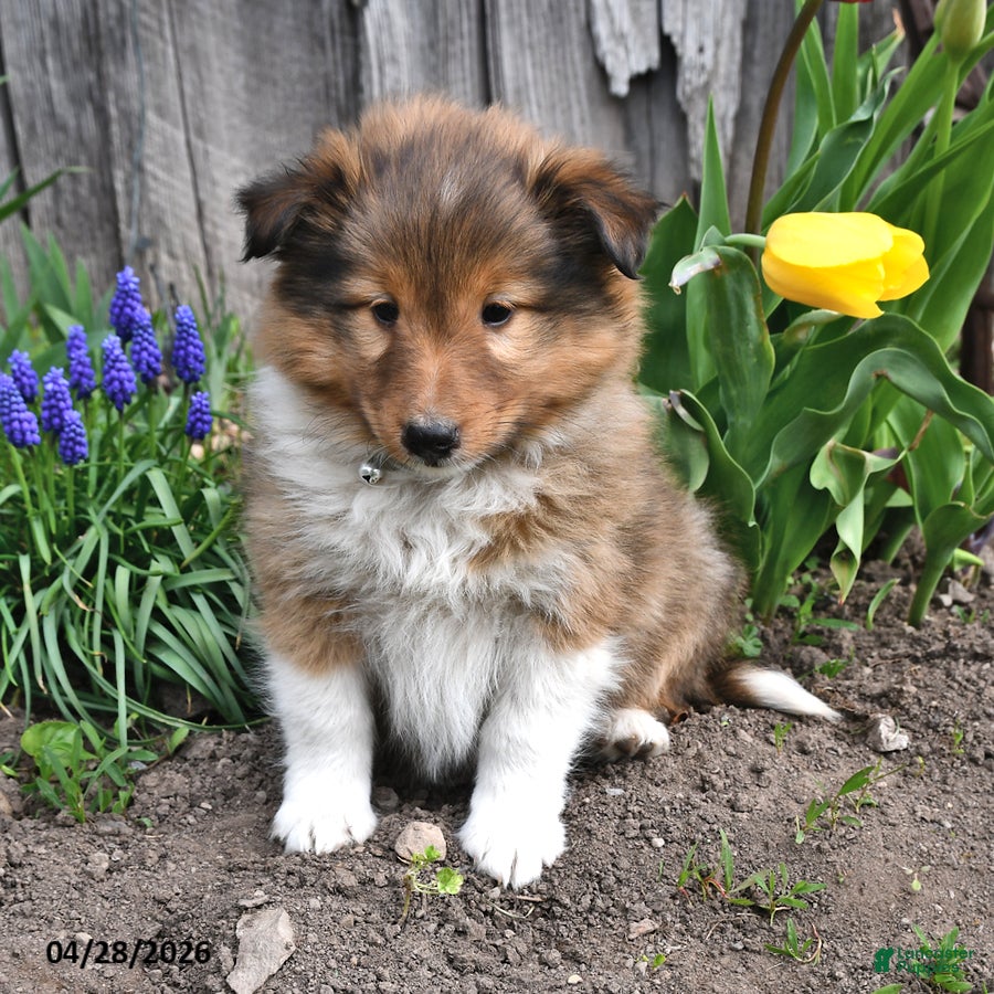 Shetland Sheepdog dogs Micah - Ad 1