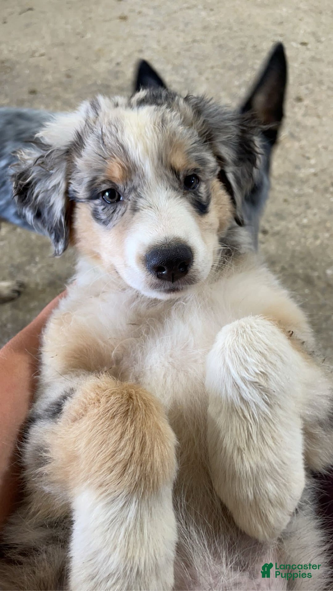 Gallery Image {{count}}