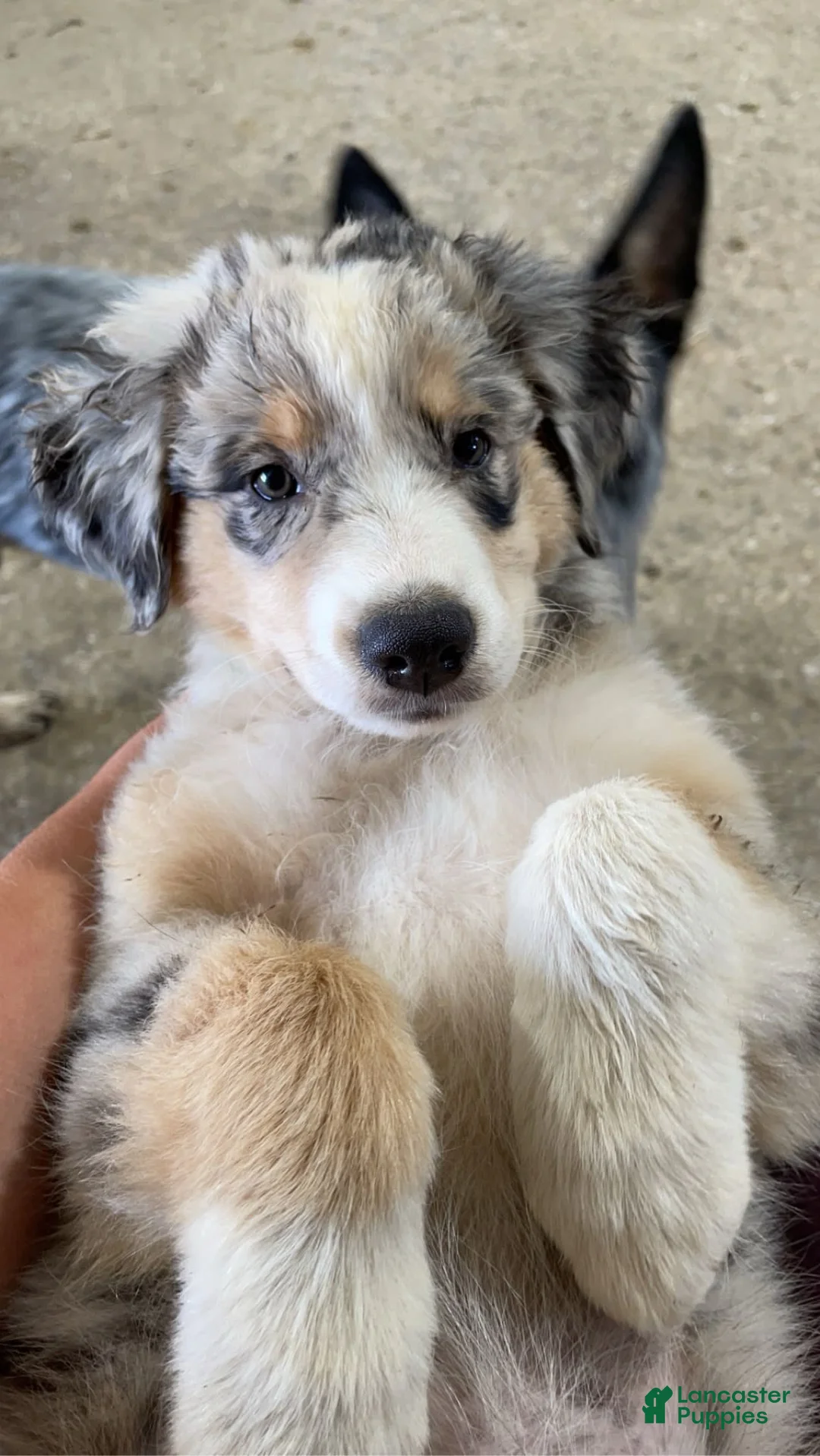 Gallery Image {{count}}