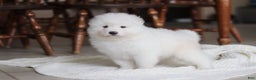 Samoyed dogs for sale: Fern - Ad 12