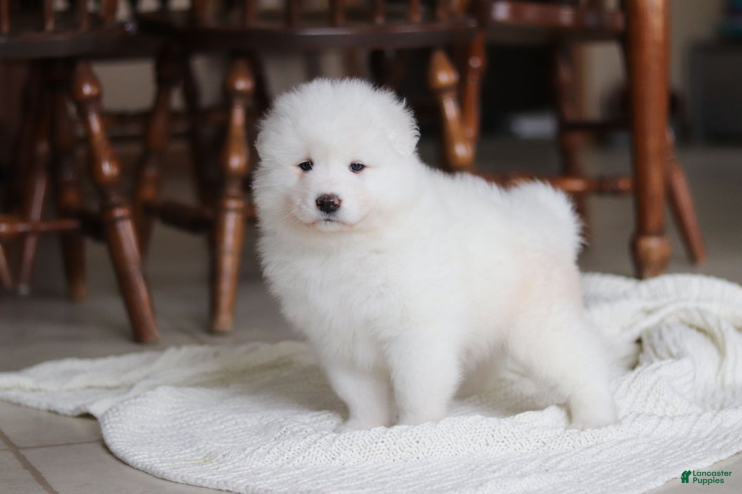 Samoyed dogs for sale: Fern - Ad 12